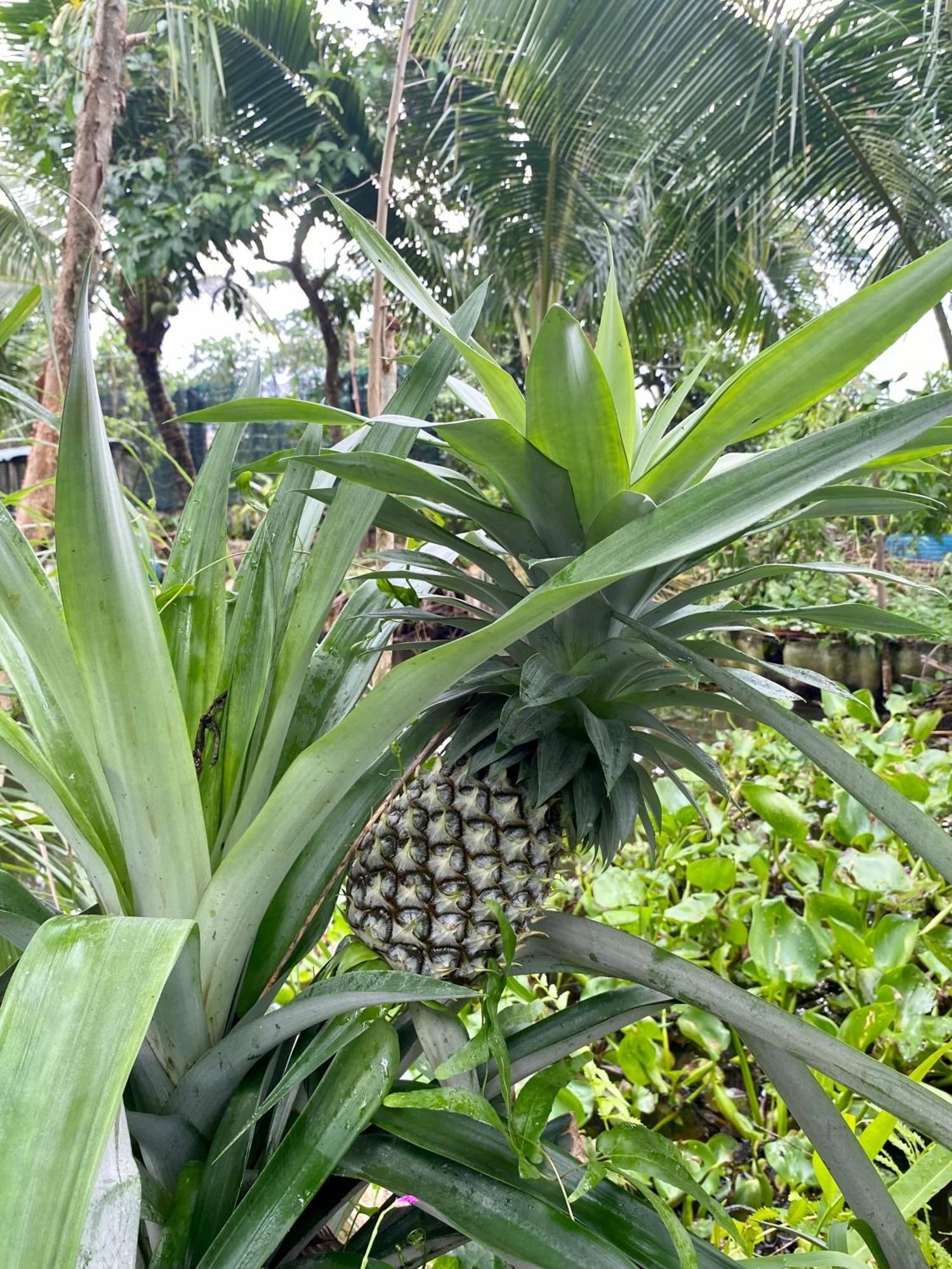 Go Chanh Homestay Cai Rang Eksteriør bilde